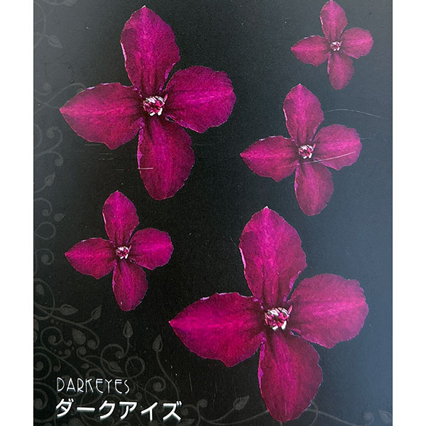 クレマチス：ダーク・アイズ4号ポット（ビチセラ系）**