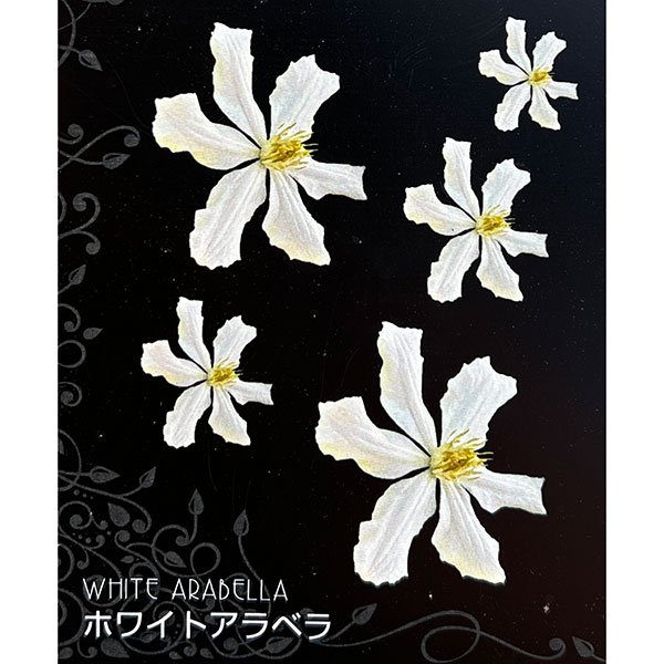 クレマチス：ホワイト アラベラ4号ポット(インテグリフォリア系)*