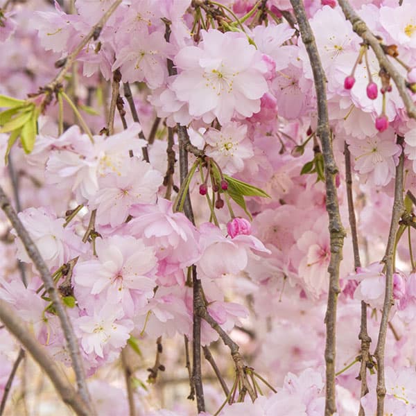 桜：雨情枝垂れ(ウジョウシダレ)接木苗 4～5号ポット
