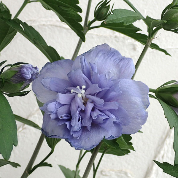 ムクゲ（槿）：青いシフォン5号ポット