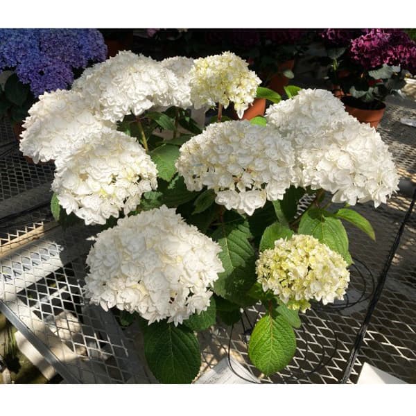 [春の鉢花予約]アジサイ：ペリエ（旧名サボン）5号鉢植え