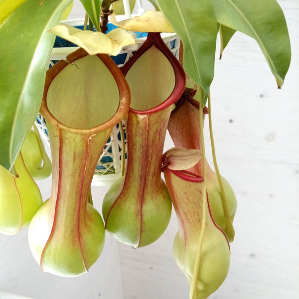 ネペンテス：アラータ ヒスイ 4号吊鉢入り