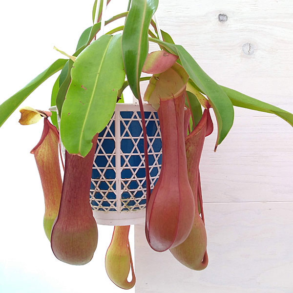 ネペンテス：アラータ アカネ 4号吊鉢入り