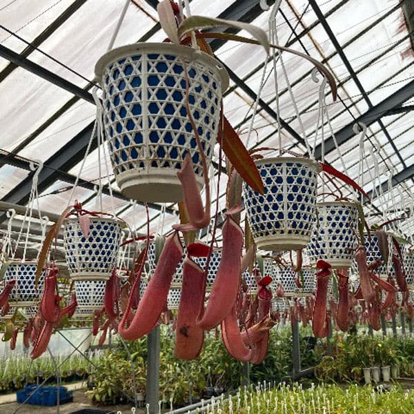 ネペンテス：アルボマルギナータ 4号吊鉢入り