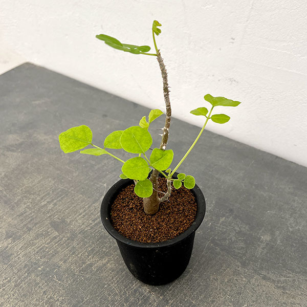 エリスリナ：メラナカンサ　３号鉢植え