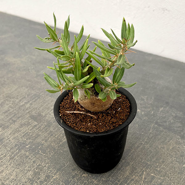 園芸ネット本店｜パキポディウム：ビスピノーサム 3号鉢植え26-01 の