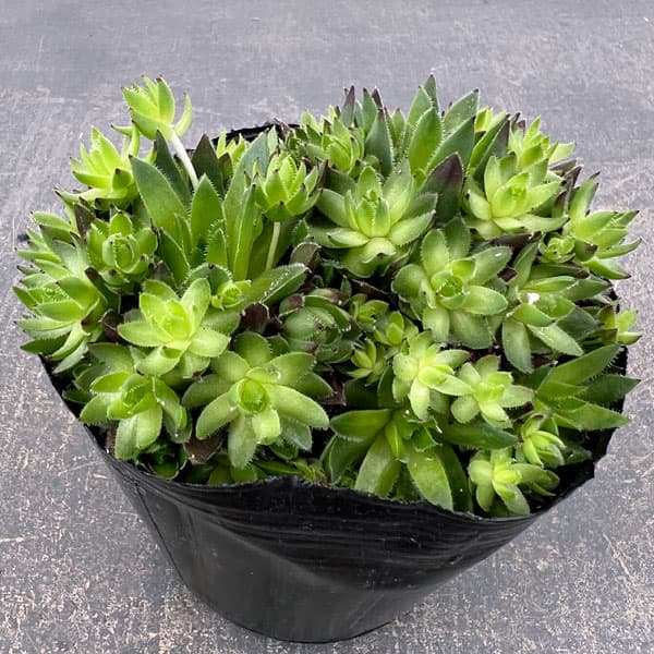 ジョビバルバ：ヒルタブルガリア　3号ポット