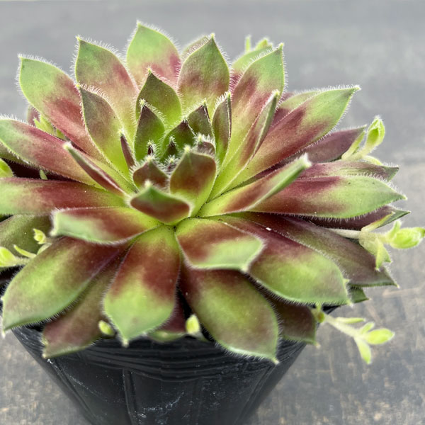 センペルビウム：ラブリーレディ 3号ポット