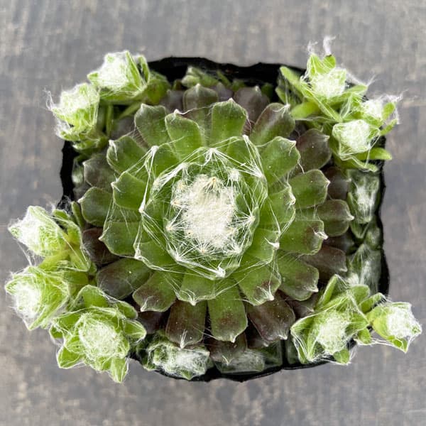 センペルビウム：ガゼル　3号ポット