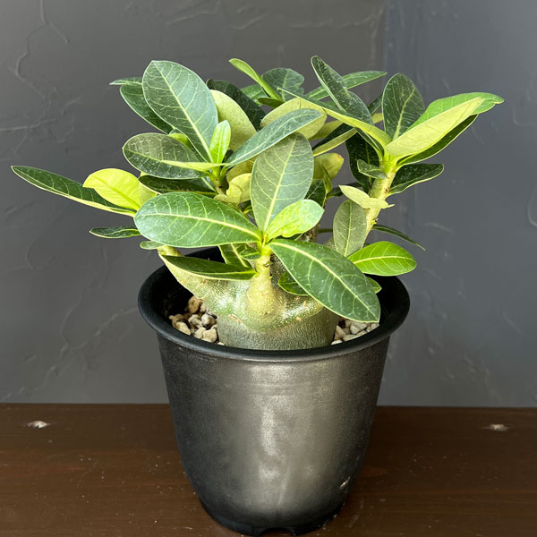 アデニウム：アラビカム　モンスター　5号鉢植え