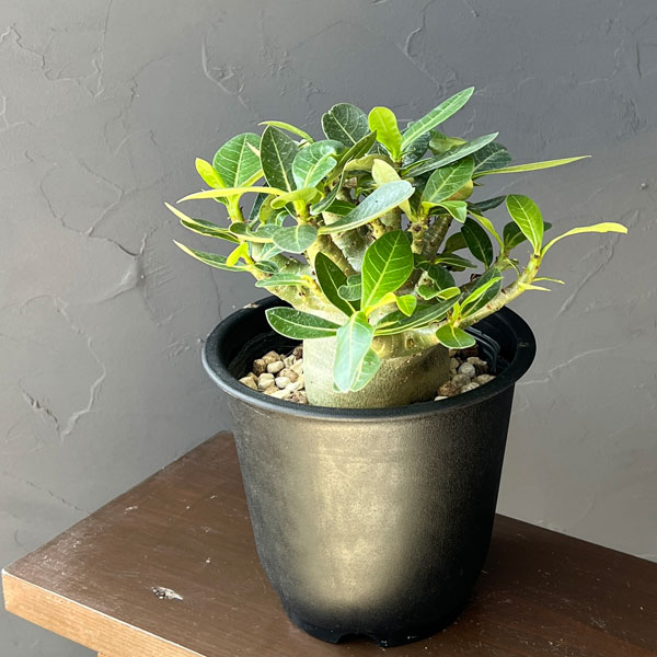 アデニウム：アラビカム　モンスター（ずんぐりぼってり株）　5号鉢植え