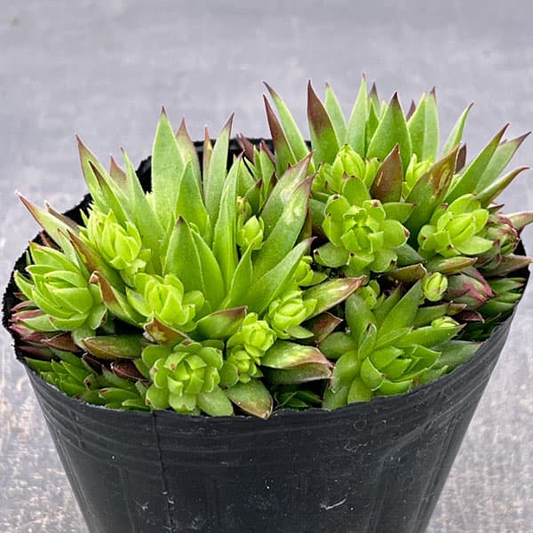 ジョビバルバ：ソボリフェラオレンジ　3号ポット