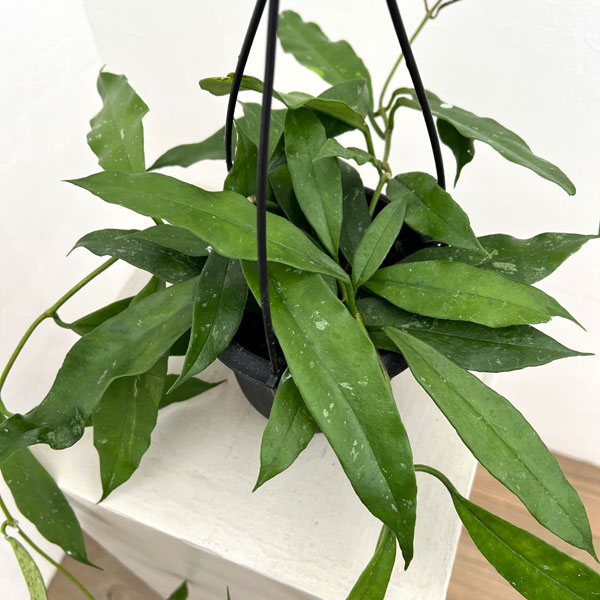 ホヤ：スラウェシアーナ　4号吊り鉢*