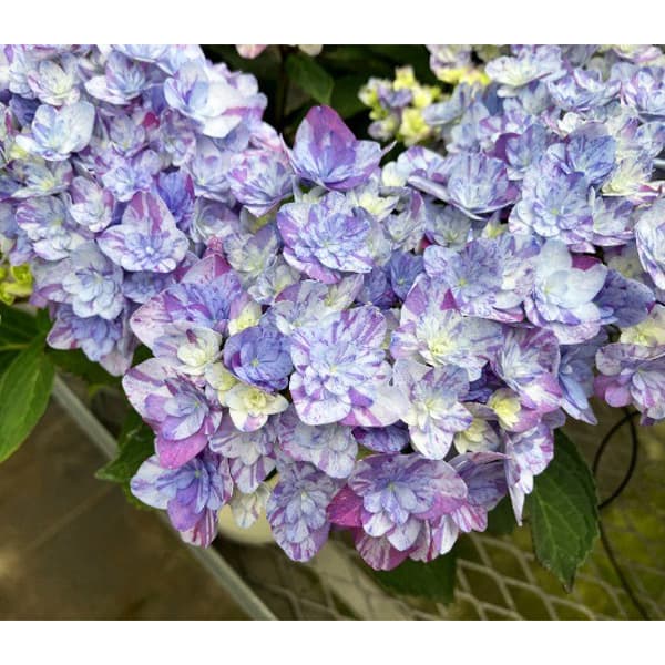 [春の鉢花予約]アジサイ：なゆた ブルー 4.5号鉢植え