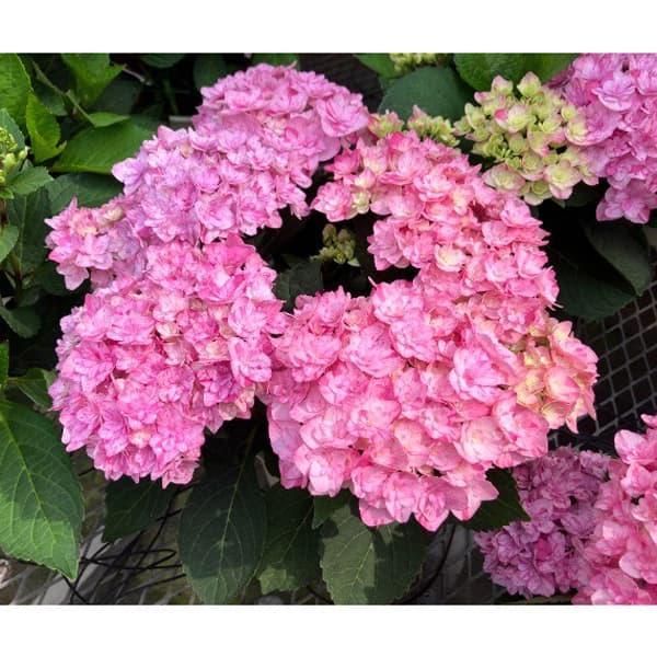 [春の鉢花予約]アジサイ：なゆた ピンク 4.5号鉢植え