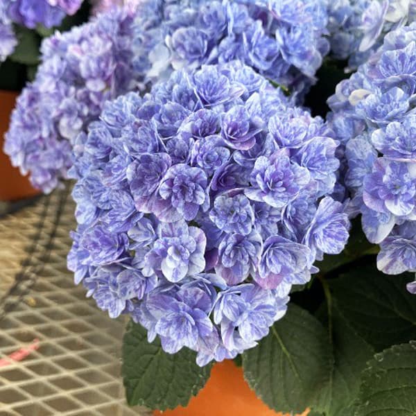 [春の鉢花予約]アジサイ：久遠（くおん）6号鉢植え