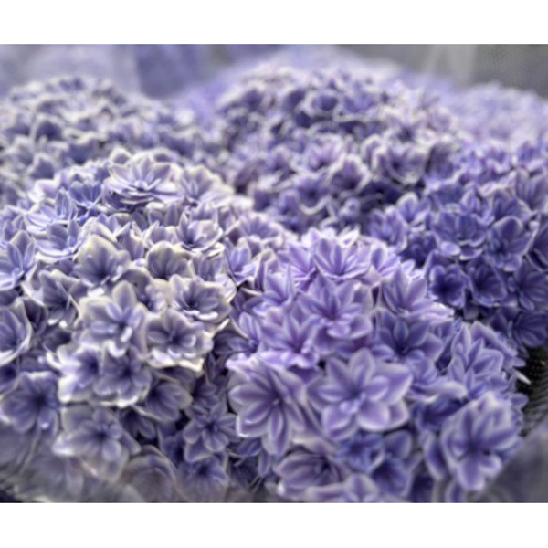 [春の鉢花予約]アジサイ：カノン ブルー 4号鉢植え