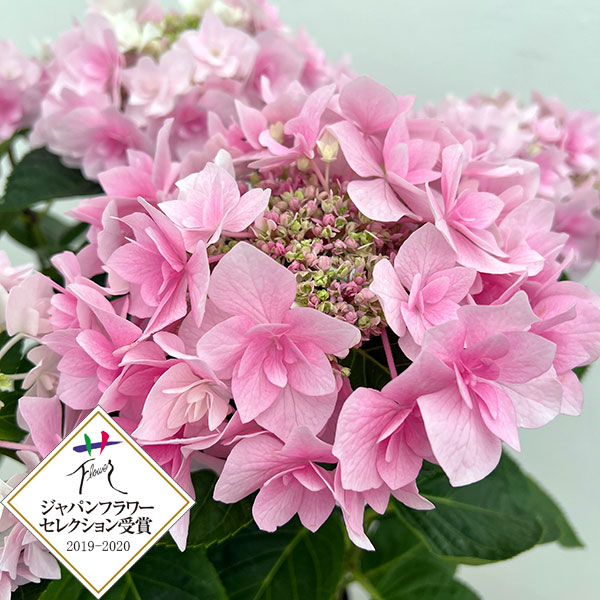 アジサイ：ふわり（ピンク）6号鉢植え