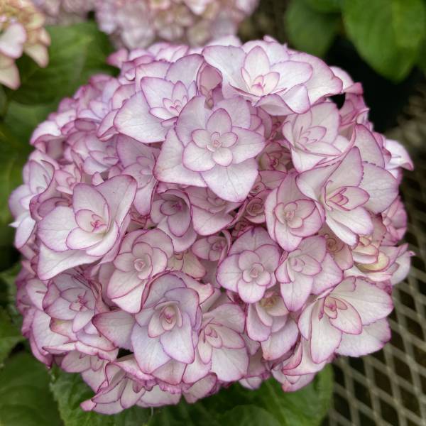 [春の鉢花予約]アジサイ：ベルシック5号鉢植え