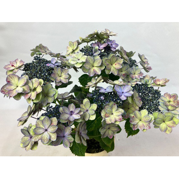 [春の鉢花予約]アジサイ：あや 5号鉢植え