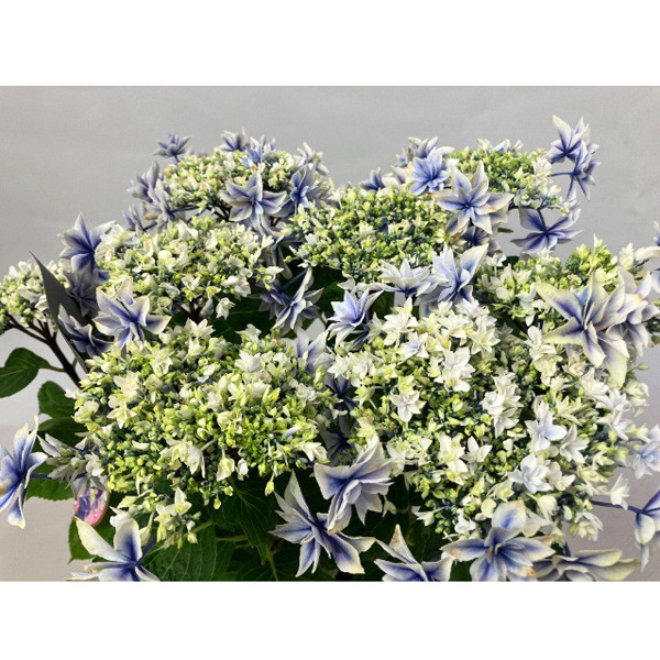 [春の鉢花予約]アジサイ：しぶき ブルー 5号鉢植え