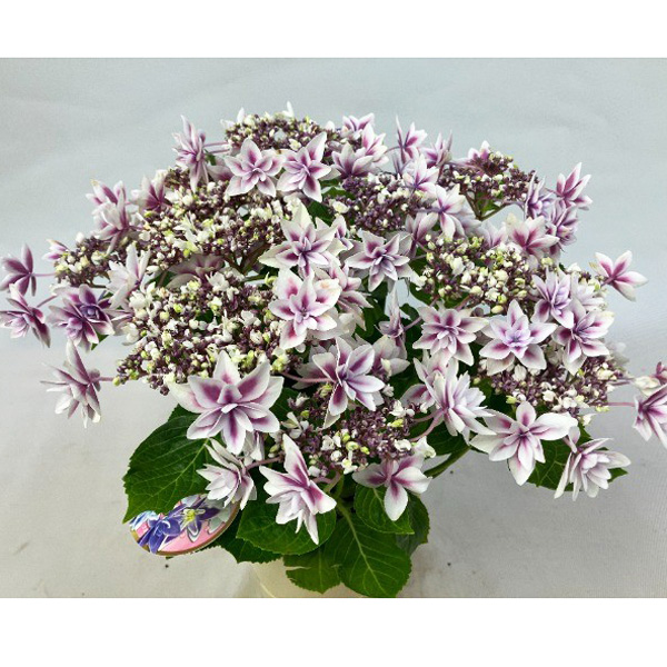 [春の鉢花予約]アジサイ：雫（しずく） ピンク 5号鉢植え