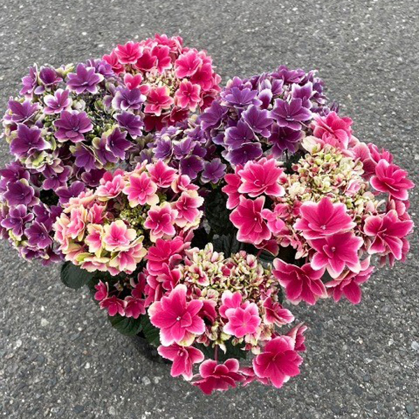 [春の鉢花予約]アジサイ：凛（りん） 2色植え 6号鉢植え