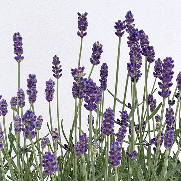 イングリッシュラベンダー：シャインブルー2.5号ポット