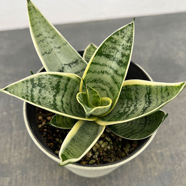 サンセベリア：ダイヤモンドハニー　4号鉢植え