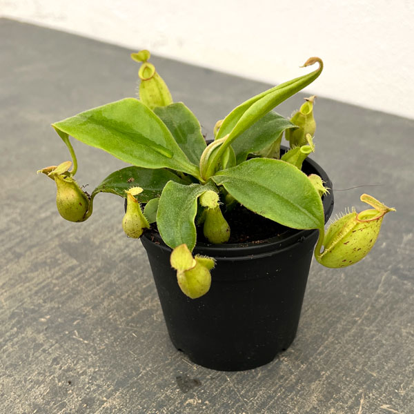 ネペンテス：ホワイトビューティー3号ポット