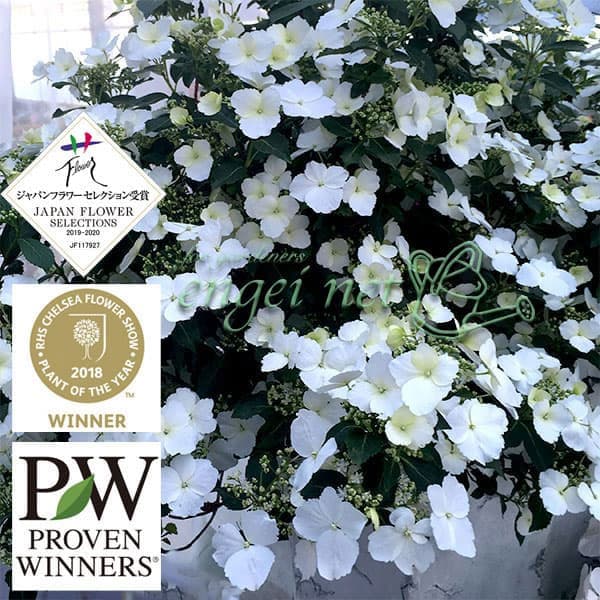 ラグランジア（アジサイ）：ブライダルシャワー大株・7号底面給水鉢植え