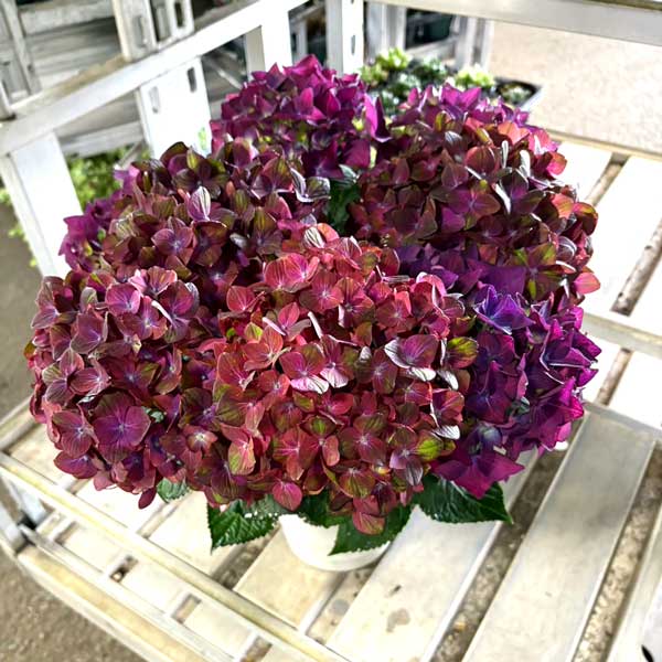 アジサイ：2色植え（マジカルチョコレート＆ディープパープル）6号鉢植え