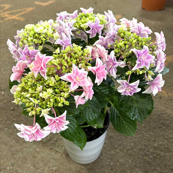 アジサイ：獅子王（シシオウ）2色植え6号鉢植え