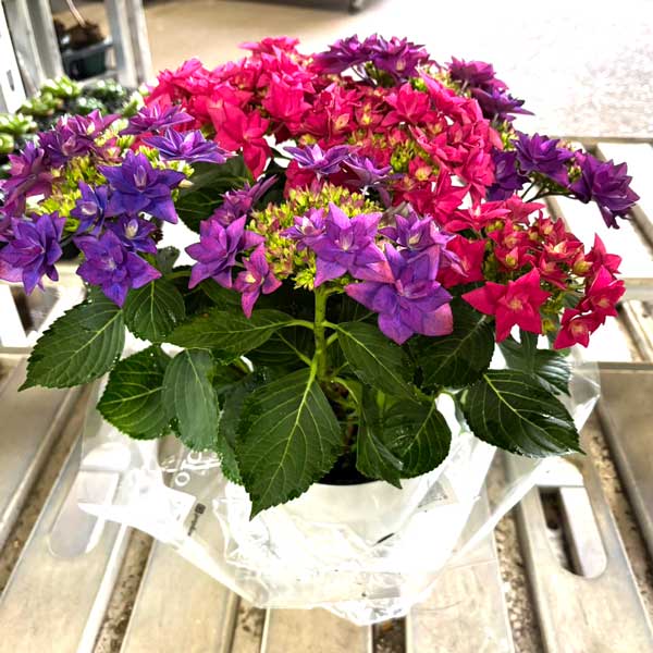 アジサイ：フランシー2色植え6号鉢植え