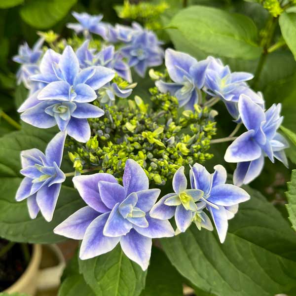 アジサイ：日和（ひより）ブルー5号鉢植え