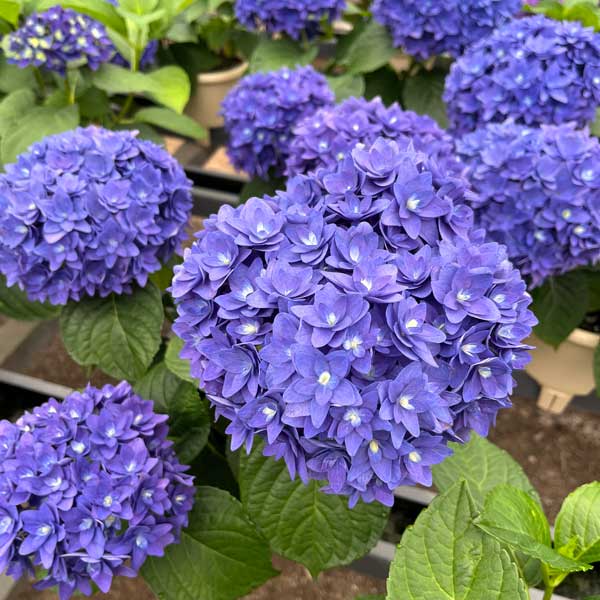 アジサイ：瑠璃毬（るりまり）ブルー5号鉢植え