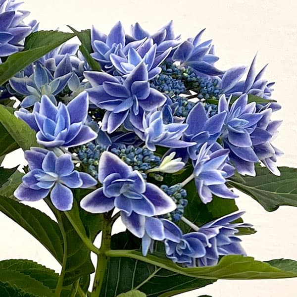アジサイ：流星ブルー5号鉢植え