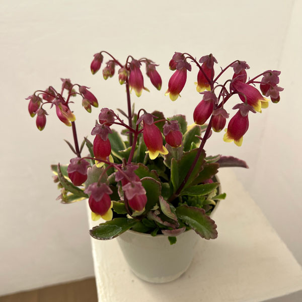カランコエ：ウェンディ（斑入り葉）4.5号鉢植え