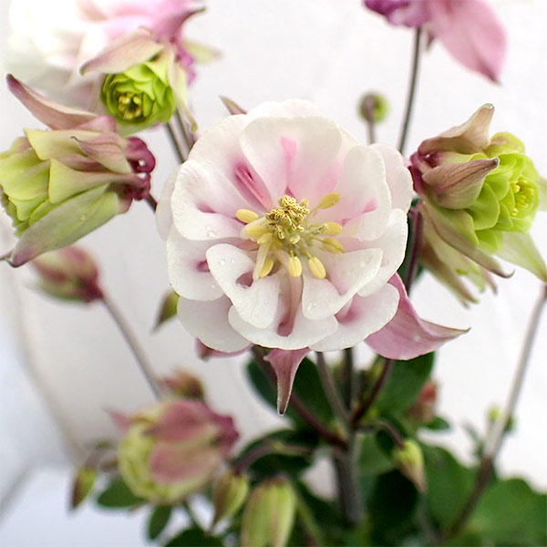 オダマキ：ウィンキーダブル ローズ（桃白八重）2.5号ポット