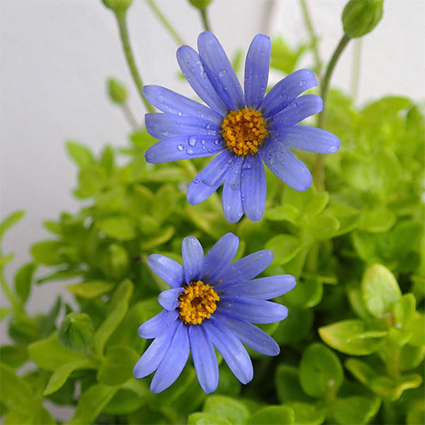 ブルーデージー：ハニーブルー5号鉢植え