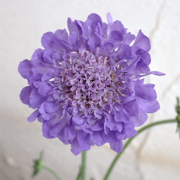 大輪スカビオサ（マツムシソウ）：ギガパープル5号鉢植え