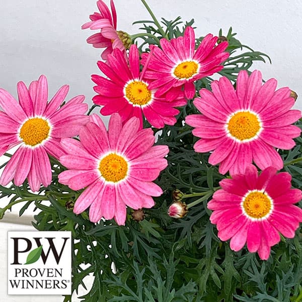 マーガレット：ストロベリーホイップ4号底面給水鉢植え*