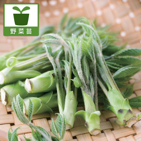 コシアブラ4.5号ポット