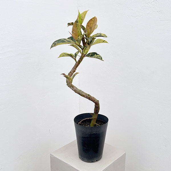 フィカス：ジン（曲げ仕立て）　5号鉢植え*