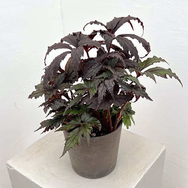 ベゴニア：35686（新品種）　4鉢植え