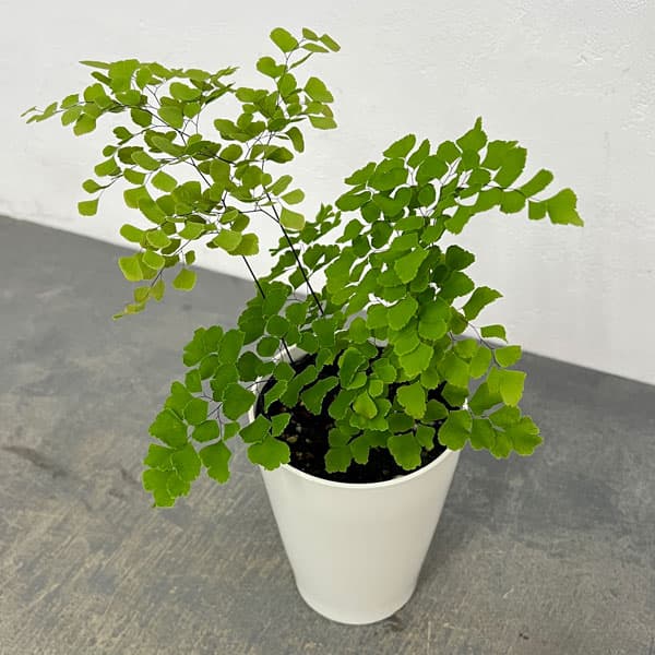 アジアンタム：スクータムロゼウム　4号鉢植え