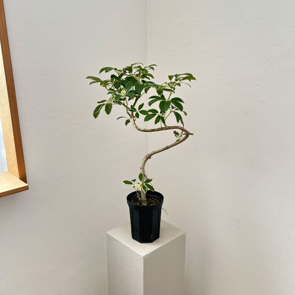 シェフレラ：ミルキー 曲げ仕立て　5号鉢植え