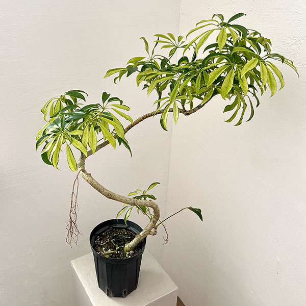 シェフレラ：アッシュフォリア　5号鉢植え