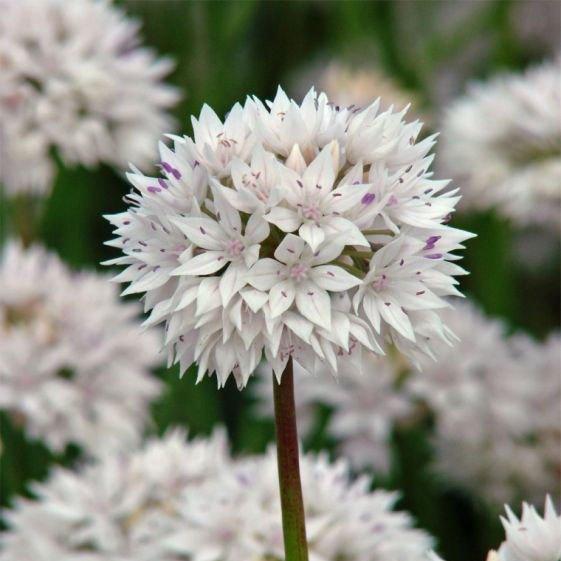 アリウム：グレイスフルビューティー4球植え3.5号ポット