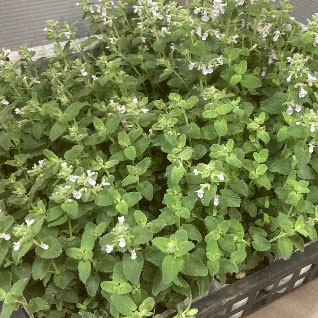 キャットミント：ホワイト3.5号ポット